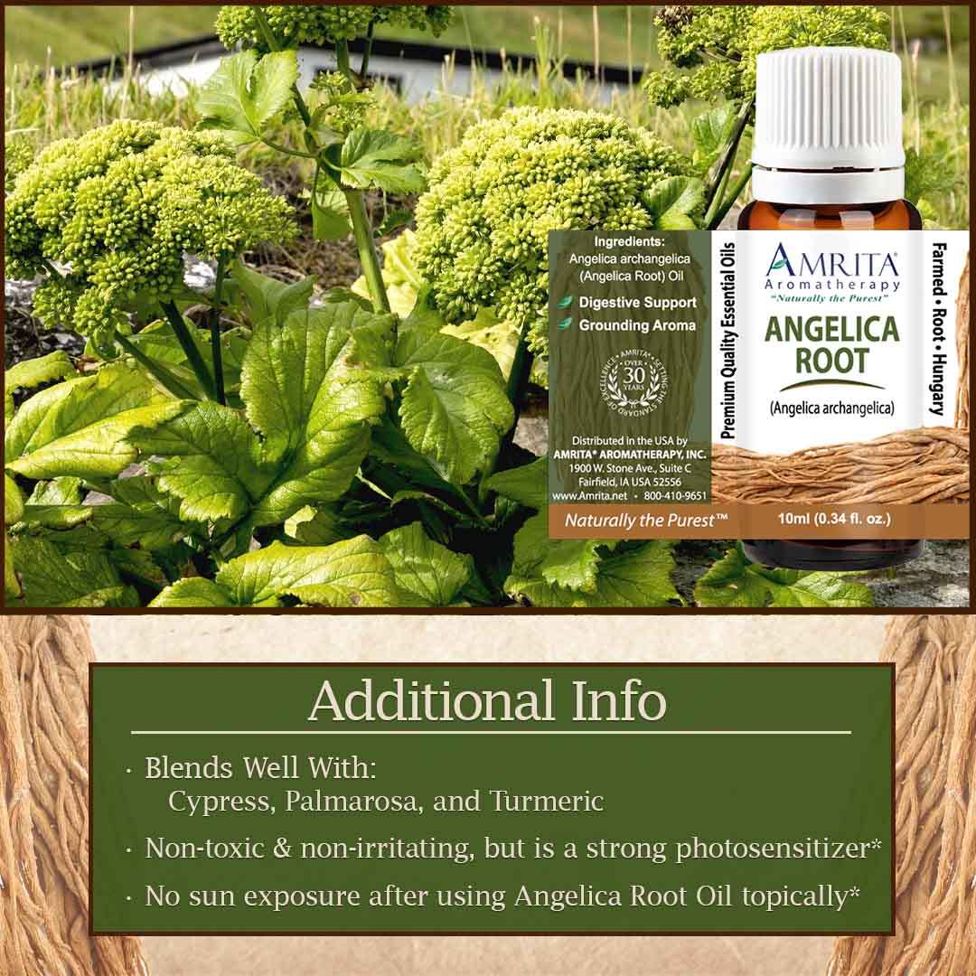 Click here to learn more about Angelica Root