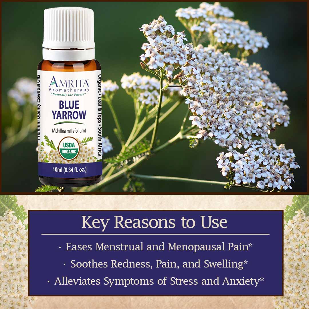 Click here for Blue Yarrow