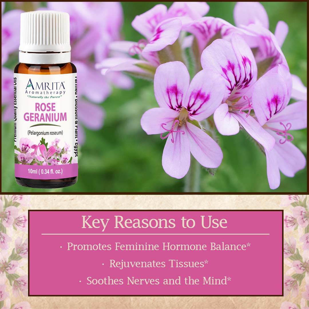 Click here for Rose Geranium