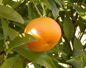 Click here for Organic Red Mandarin