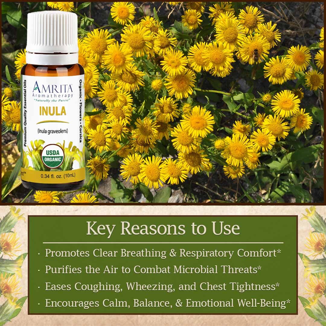 Discover the secrets of Inula Discover the secrets of Inula