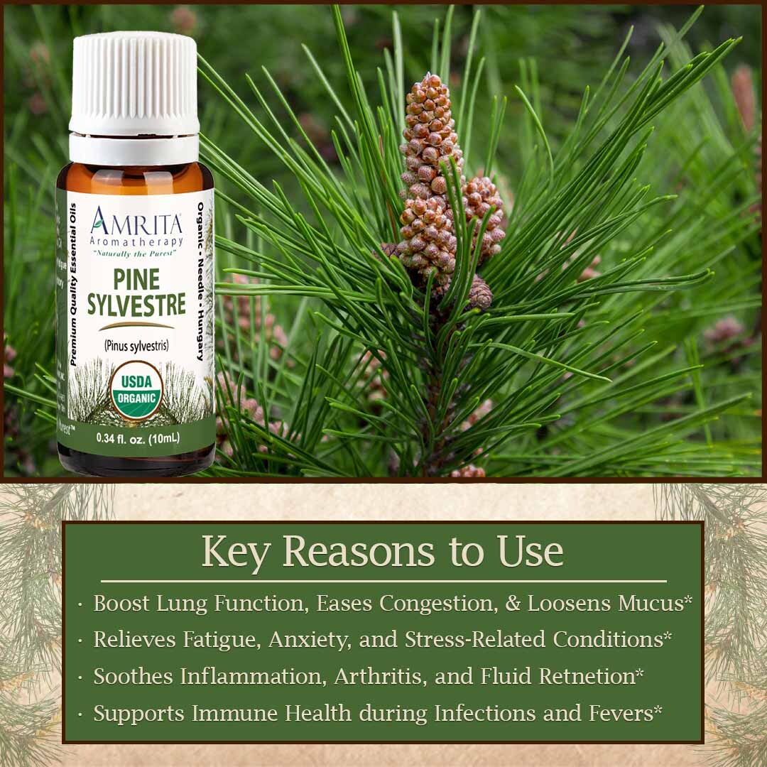 Discover the secrets of Pine Sylvestre