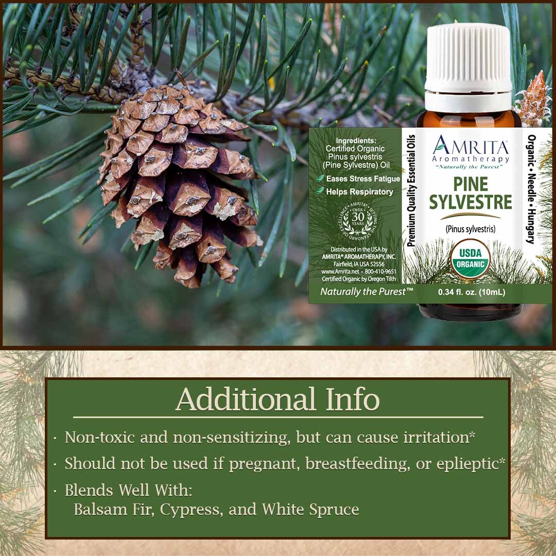 Discover the secrets of Pine Sylvestre