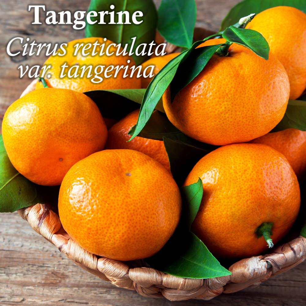 Click here for Tangerine