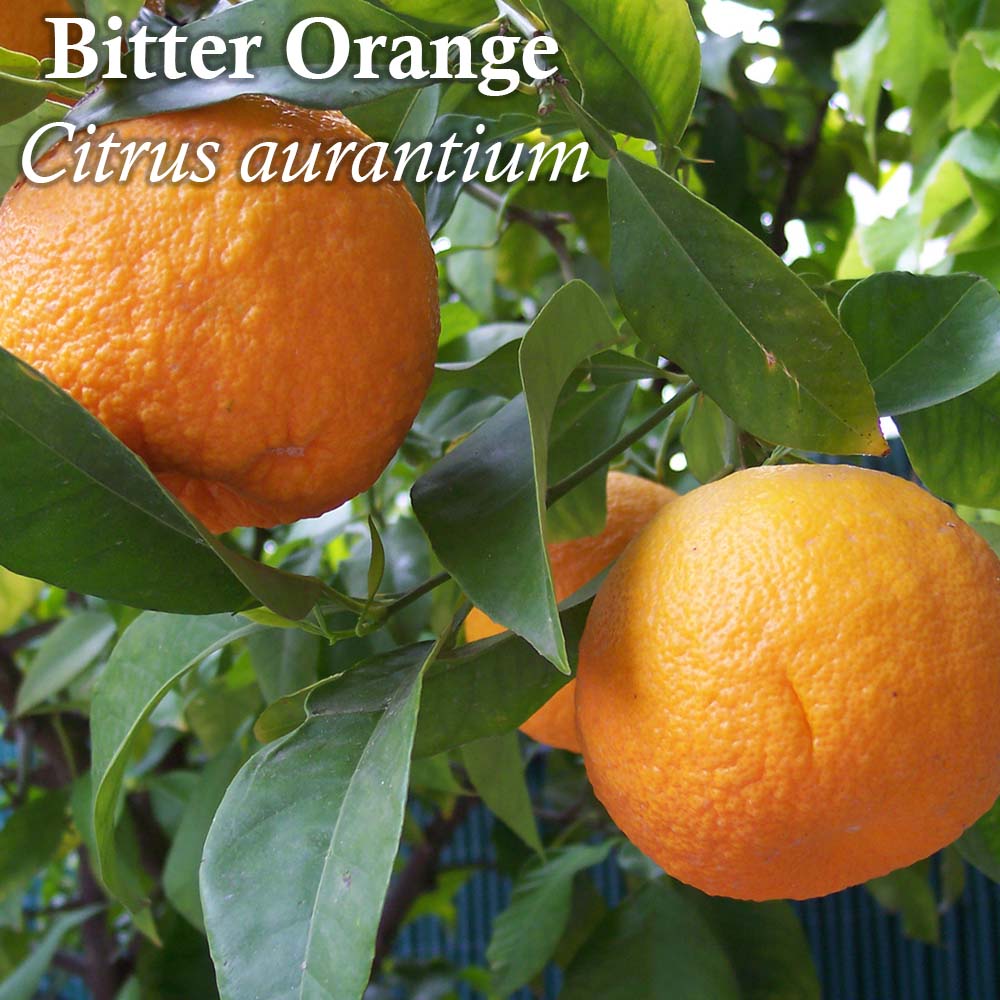 Click Here for Bitter Orange
