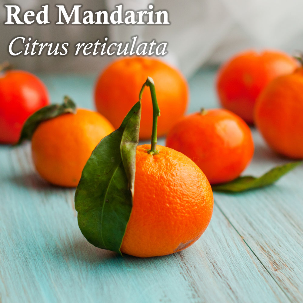 Click here for Red Mandarin