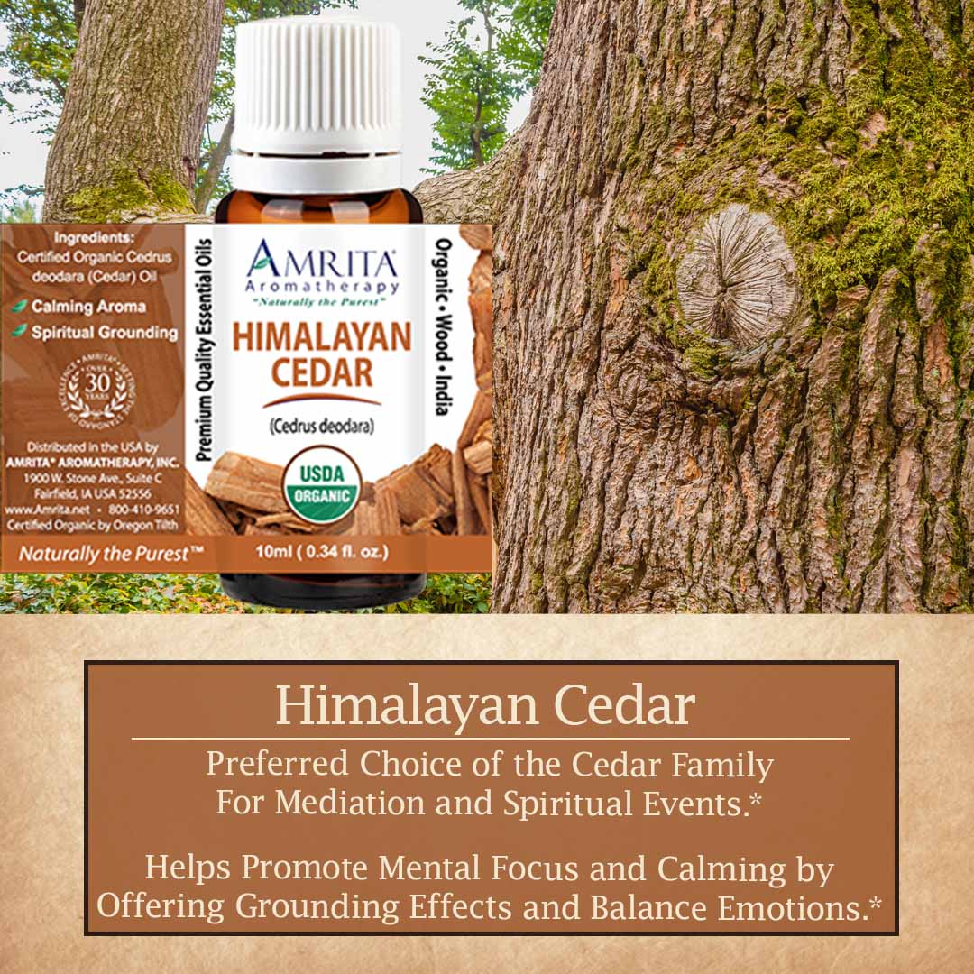 Click here for Himalayan Cedar
