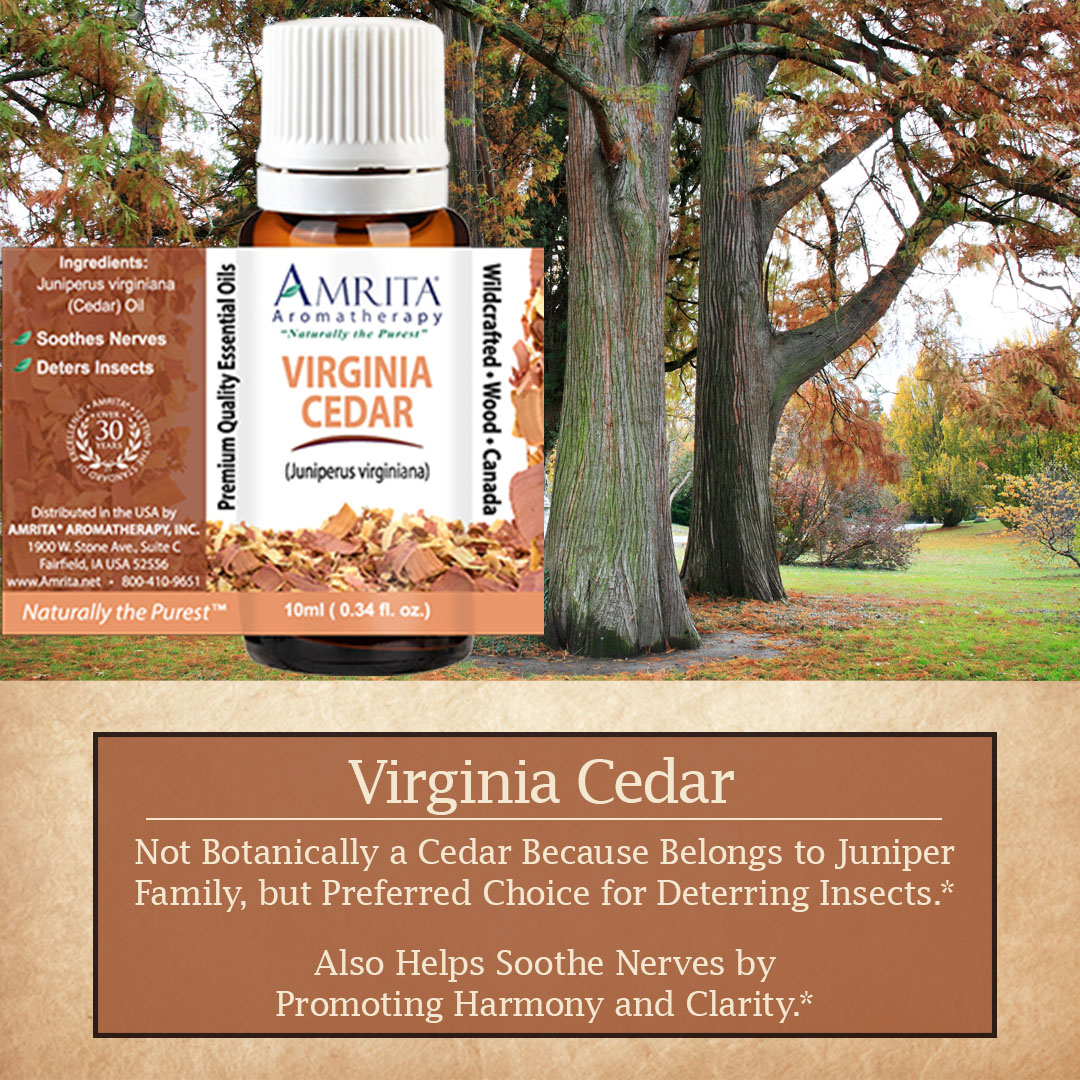 Click here for Virginia Cedar