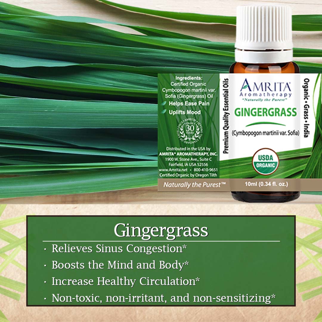 Click here to shop Gingergrass