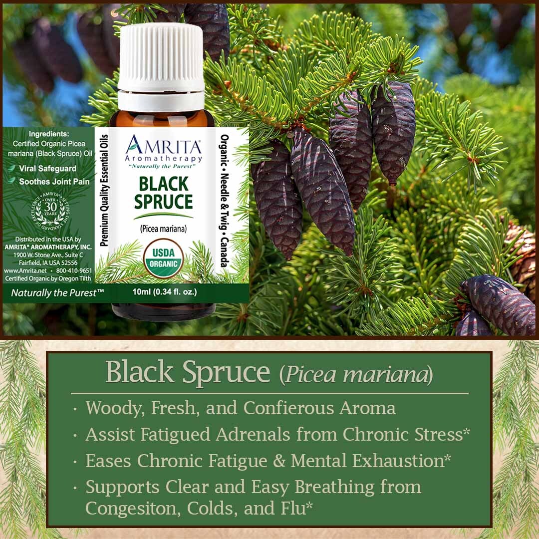 Discover the secrets of Black Spruce