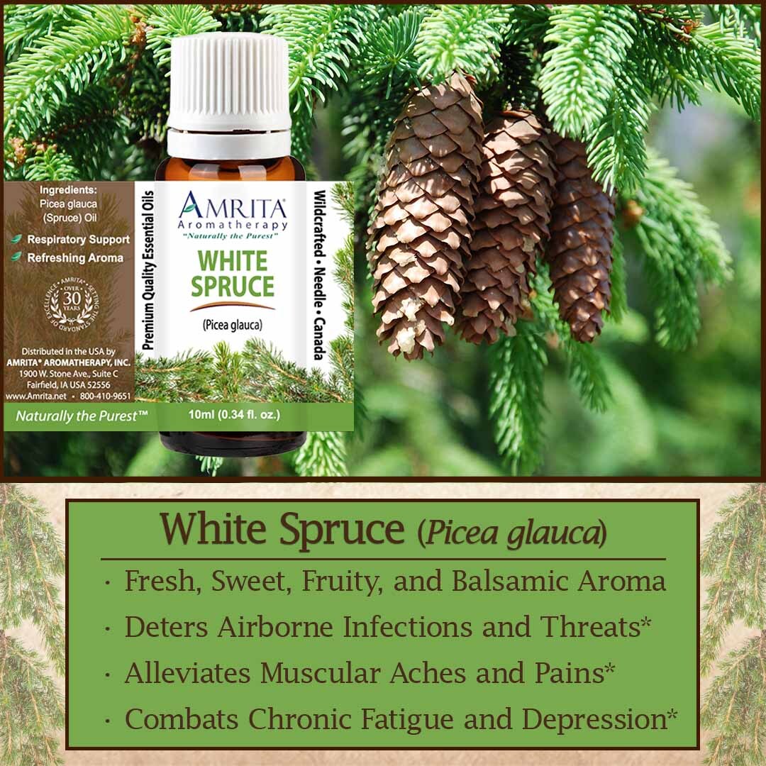 Discover the secrets of White Spruce