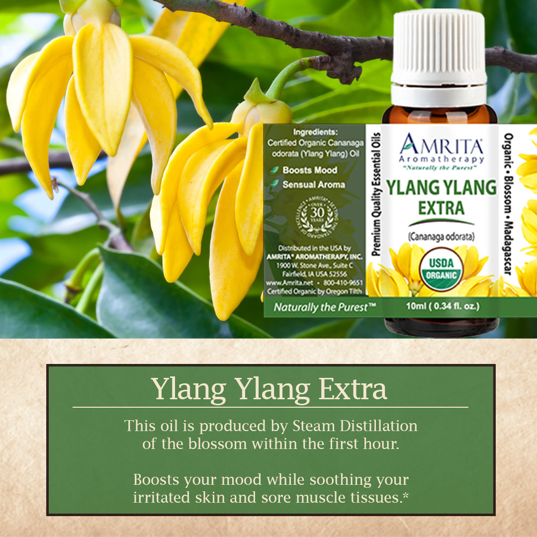Click here for Ylang Ylang Extra