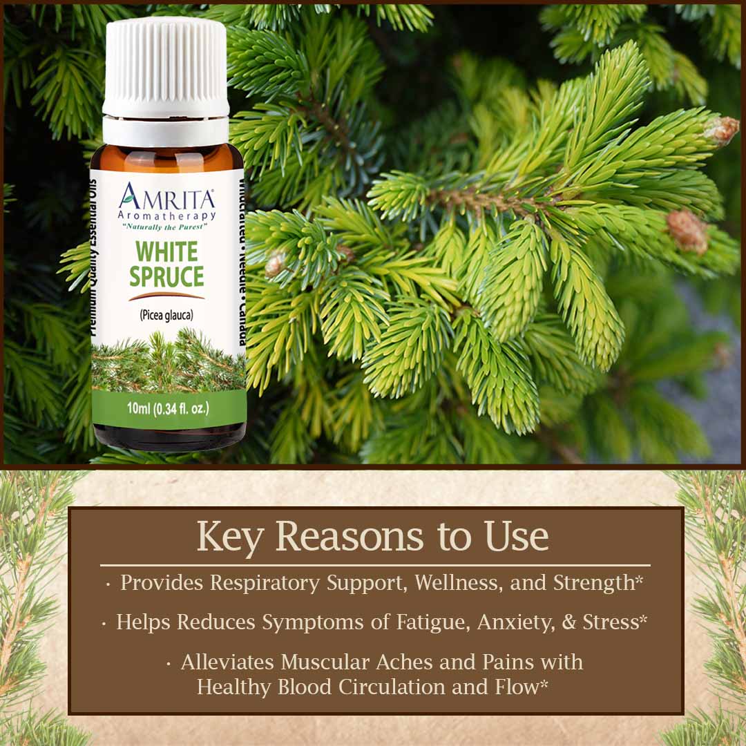 Click here for White Spruce