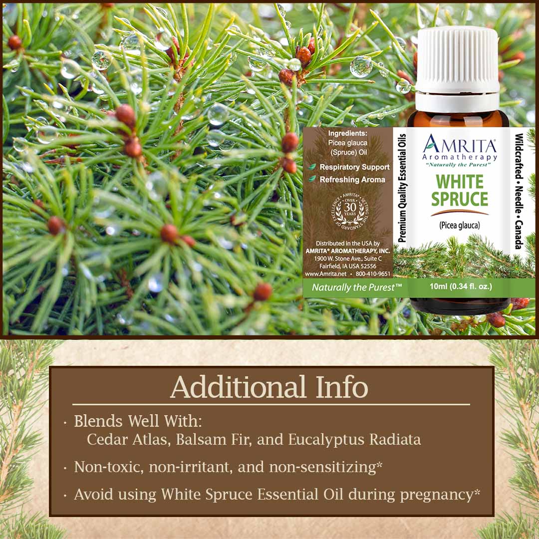 Click here for White Spruce